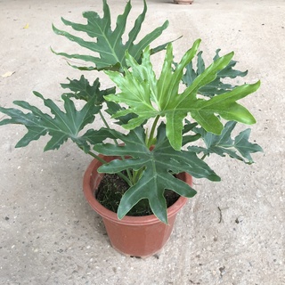 Trầu bà lá xẻ - Trầu bà thanh xuân cao 40cm tán lá to đẹp mang phong thủy tốt trang trí nội thất