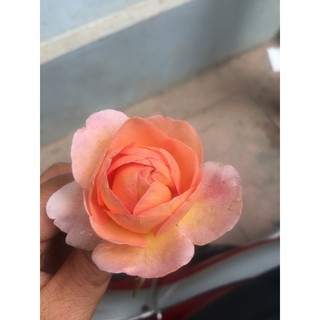 Cây Hoa hồng Abraham Darby Rose ( Cao 50cm trở lên)