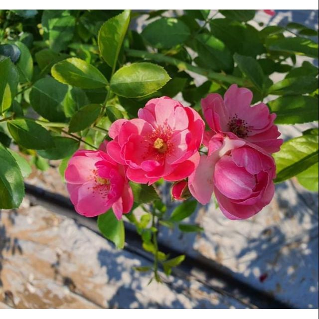 Hồng leo ngoại Angela