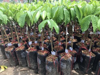 Cây giống bòn bon thái