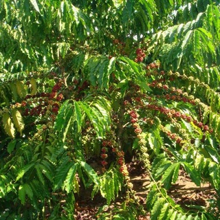 Cây cà phê vối TR4 (cao sản)