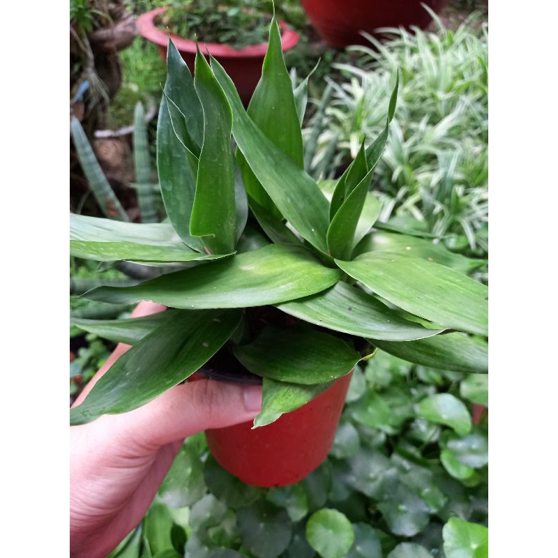 🍀🍃 Chậu phát tài búp sen 🍀🍃