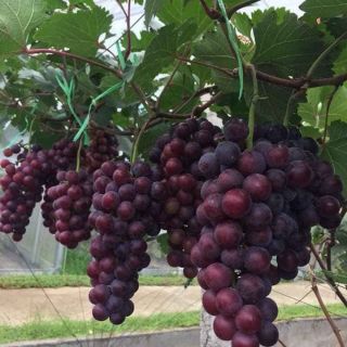 Cây nho hạ đen giống