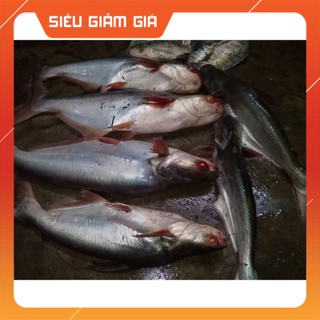 [Combo] R [cám D3]Mồi Câu Cá D3 siêu nhạy,cá tra, trê, rô phi-cám câu cá [Giá rẻ]