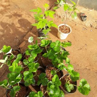 Cây giống cherry Brazil