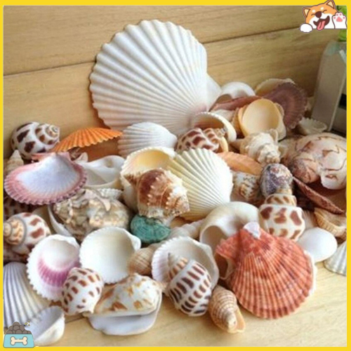 Set vỏ sò nhiều kiểu 100g dùng trang trí bể cá cảnh tiện dụng