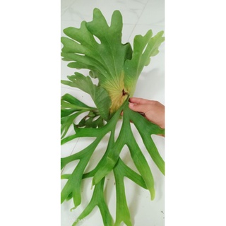 Cây ổ rồng cỡ trung