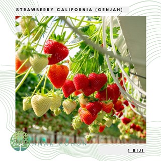 Hạt giống- Dâu tây California Hạt giống dâu tây đỏ ngọt 100H