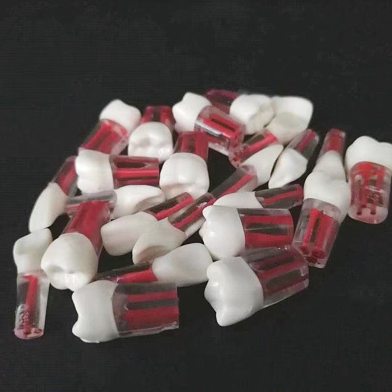 Mô Hình Hàm Răng Bằng Nhựa Resin Trong Suốt Dành Cho Học Sinh Tập Làm Nha Khoa