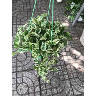 Cây 🌲 TRẦU BÀ CẨM THACH treo