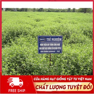 [Mã SHOPHG10K giảm 10K] Cỏ stylo, giống cỏ chăn nuôi họ đậu cao tới 1m hàm lượng dinh dưỡng cao - gói 100g