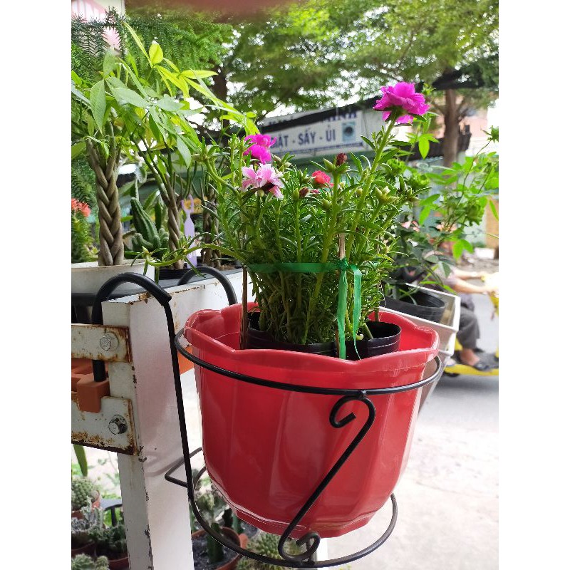 bộ chậu nhựa và khung sắt