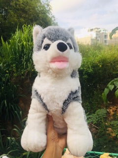Gấu bông husky