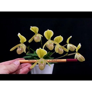 Lan hài vàng rừng kontum - HVKT