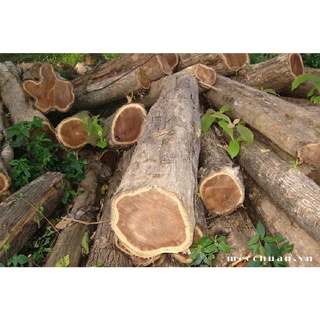 Cây giống giá tỵ