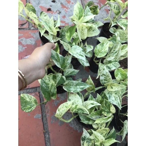 Trầu bà sữa Cẩm thạch/ Epipremnum aureum ‘Marble Queen’