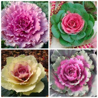 Đặc biệt Hạt giống hoa bắp cải chất lượng