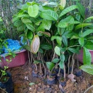 Cây giống trà hoa vàng