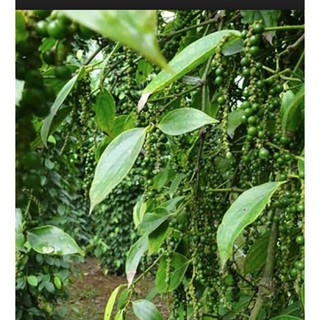 Thuốc Trừ Bệnh POLYRAM 80WG (Gói 100gr)