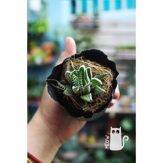 CÂY MÓNG RỒNG NHỎ