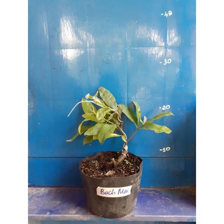 [FREESHIP - Xả Khô Máu] 2 Cây Bạch Mai 8-12 Cánh