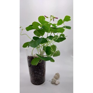 CỎ MAY MẮN/CỎ BA LÁ SỐNG TỐT Ở XỨ NÓNG