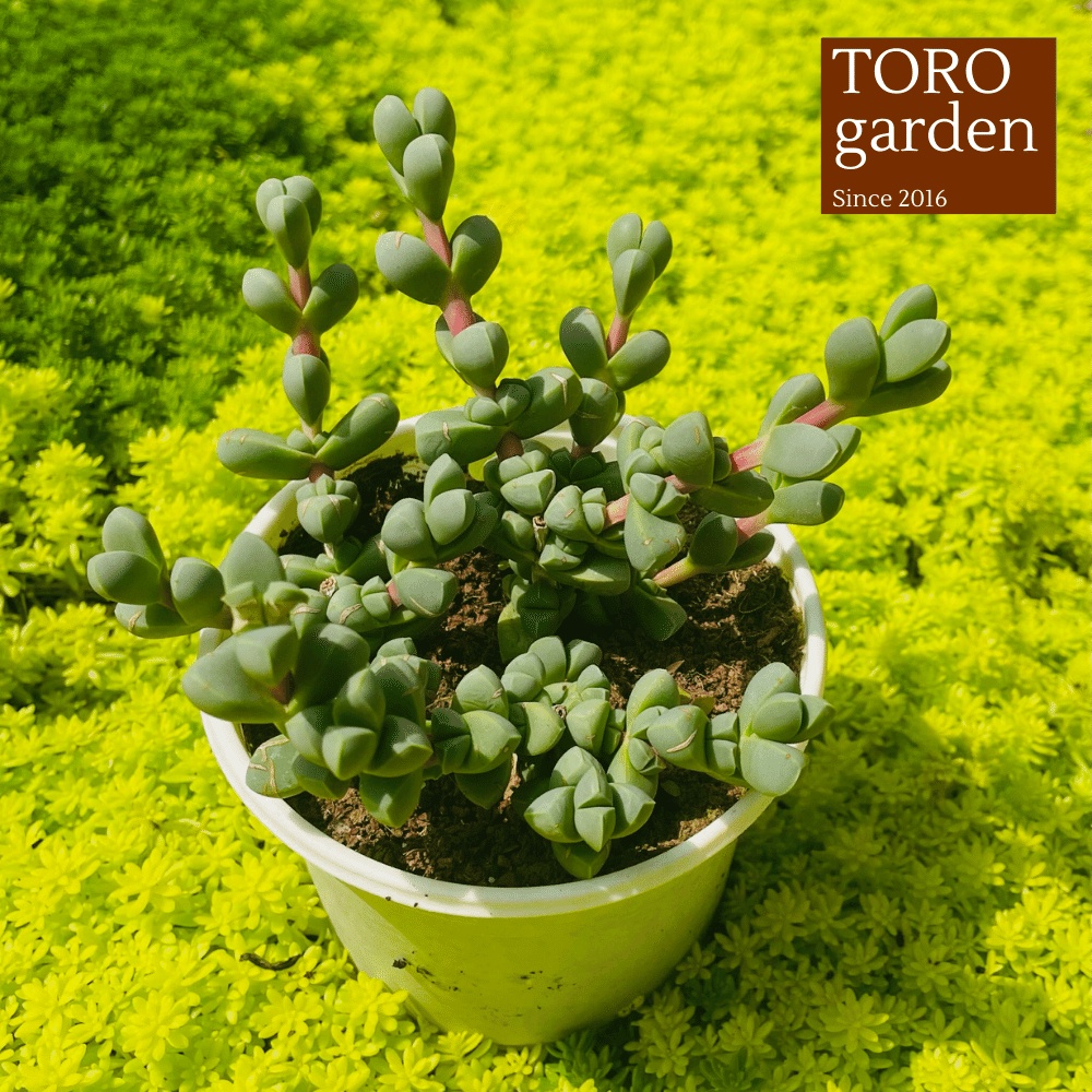 Sen đá tim Đà Lạt size trung bình 10cm cây cảnh trang trí nhà cửa Toro garden