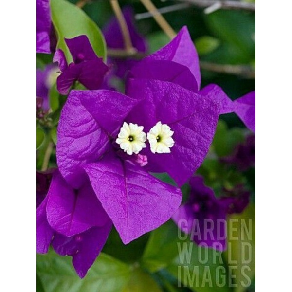 Giấy vạn hoa lầu