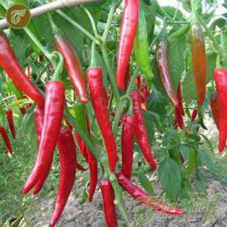 Hạt giống ớt chỉ địa (30h)