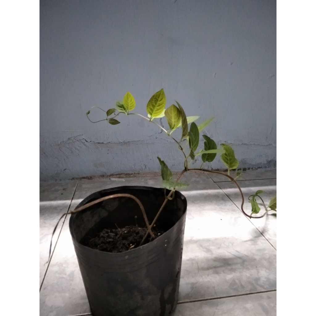 Cây giống lá mơ tím có lông - lá thúi địt