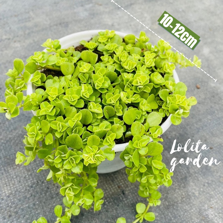 CỎ SEDUM LỤC HÀ SIZE TRUNG BÌNH, HÀNG ĐÀ LẠT, SIÊU XINH SIÊU KHỎE, LỖI 1 ĐỔI 1