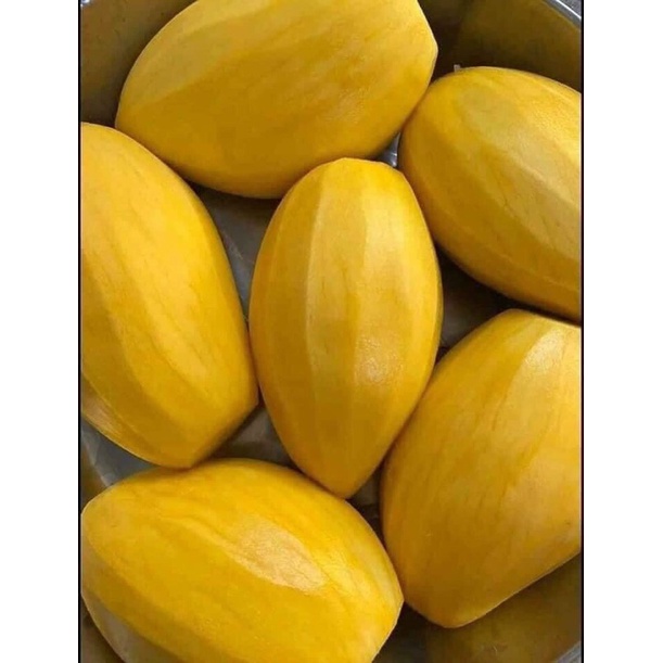 Xoài Cát Hoà Lộc Vip Trái 500g Bao Ngọt Thơm - Giao Tận Nơi