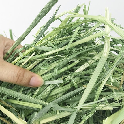 CỎ LÚA MẠCH HÀ LAN 500G CHO THỎ, BỌ