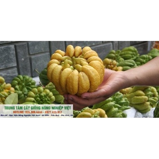 Cây Giống Phật Thủ .