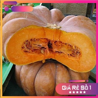 Hạt giống bí ngô bánh xe F1 - Nhập khẩu nguyên bao bì Thái Lan - HGNK