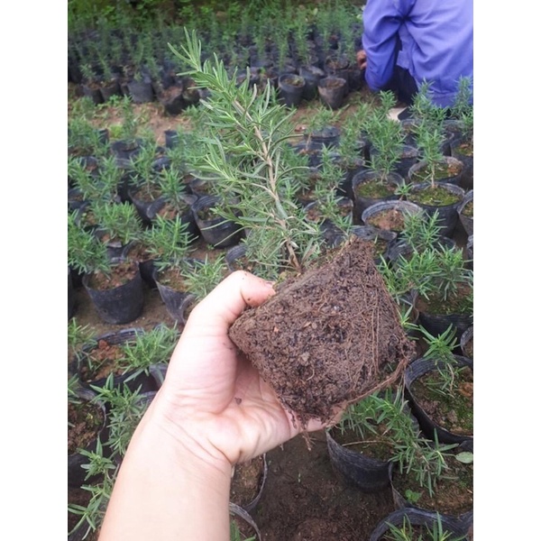 sét 200 cái bầu ươm cây mã  26*21to