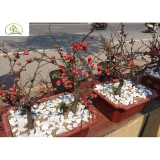 Cây Hoa Mai Đỏ Chơi Tết