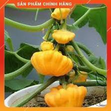HẠT GIỐNG BÍ ĐĨA BAY GÓI 10H
