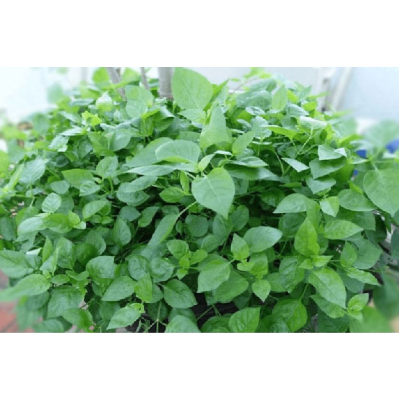Combo 20 chậu rau ngót nhật, tặng thêm 1 chậu