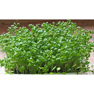 Hạt giống Rau mầm thảo dược Methi