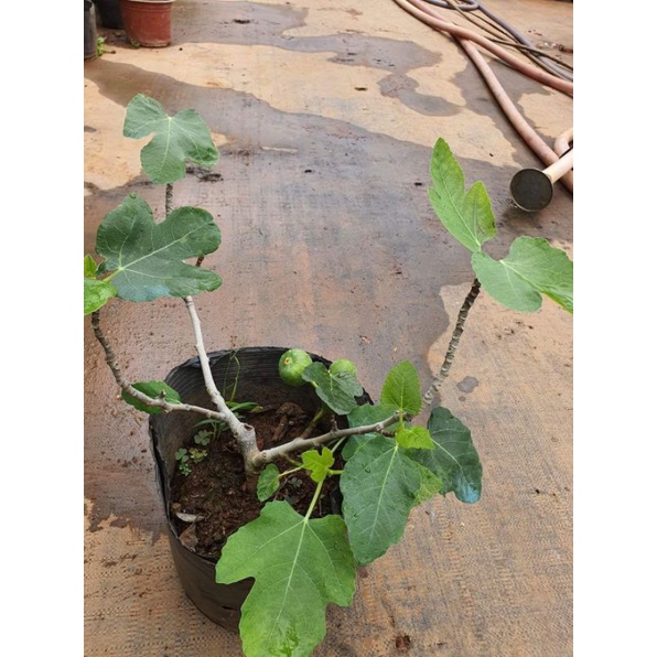 sung black geona | BigBuy360 - bigbuy360.vn