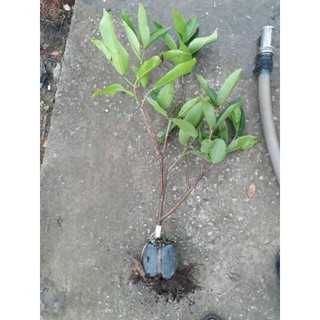 Cây Giống Mận Đỏ An Phước