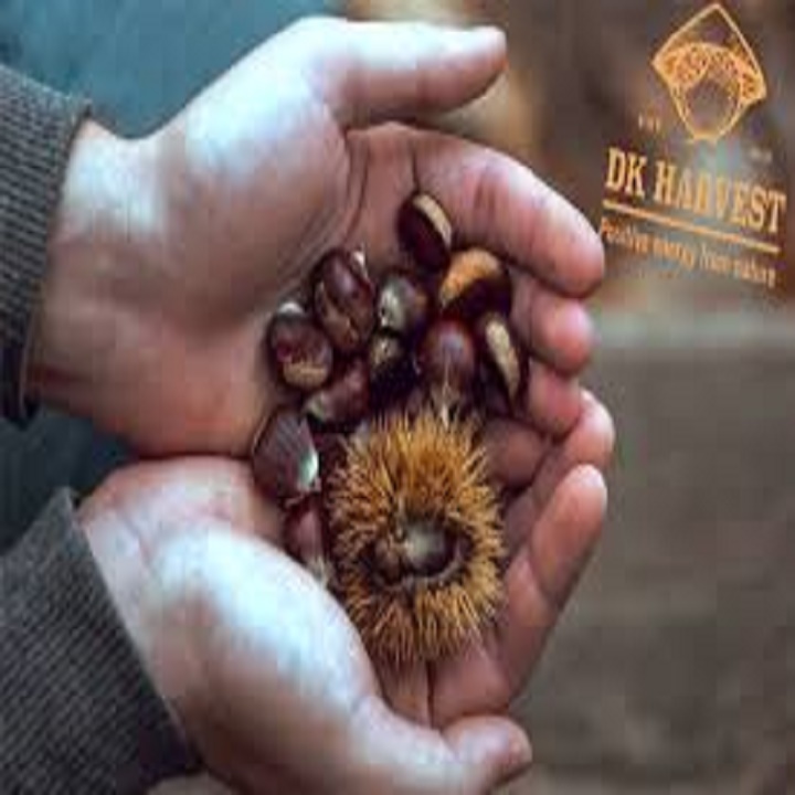 CÂY GIỐNG CÂY HẠT DẺ TRÙNG KHÁNH ,LOẠI HẠT TO, SIÊU QUẢ,SIÊU HẠT, SIÊU KINH TẾ + Tặng 02 cây nhót ngọt