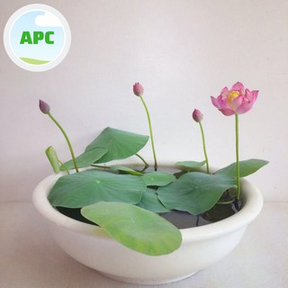 Đất bùn sạch trồng sen ,súng , ấu thái - Đất bùn chất lượng tốt - phụ kiện thủy sinh hòn non bộ tiểu cảnh đẹp