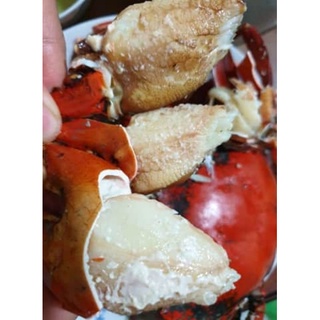 Cua chính gốc Cà Mau