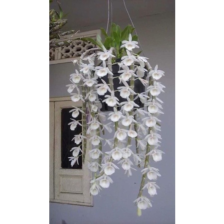 Hoa lan Long tu Chơi Tết 1 khóm)