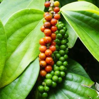hạt giống tiêu xanh thái lan 30 hạt