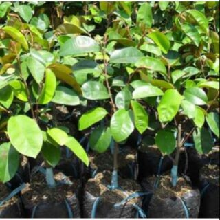 Cây giống vú sữa lò rèn