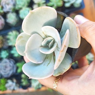 Sen đá đất trắng