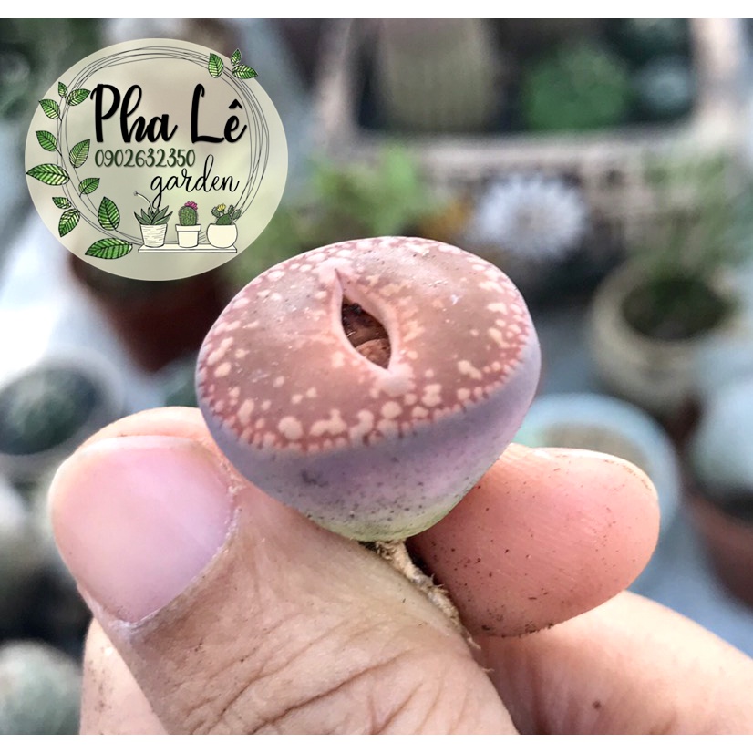 Cây sen mông nâu cam siêu xinh nhiều size